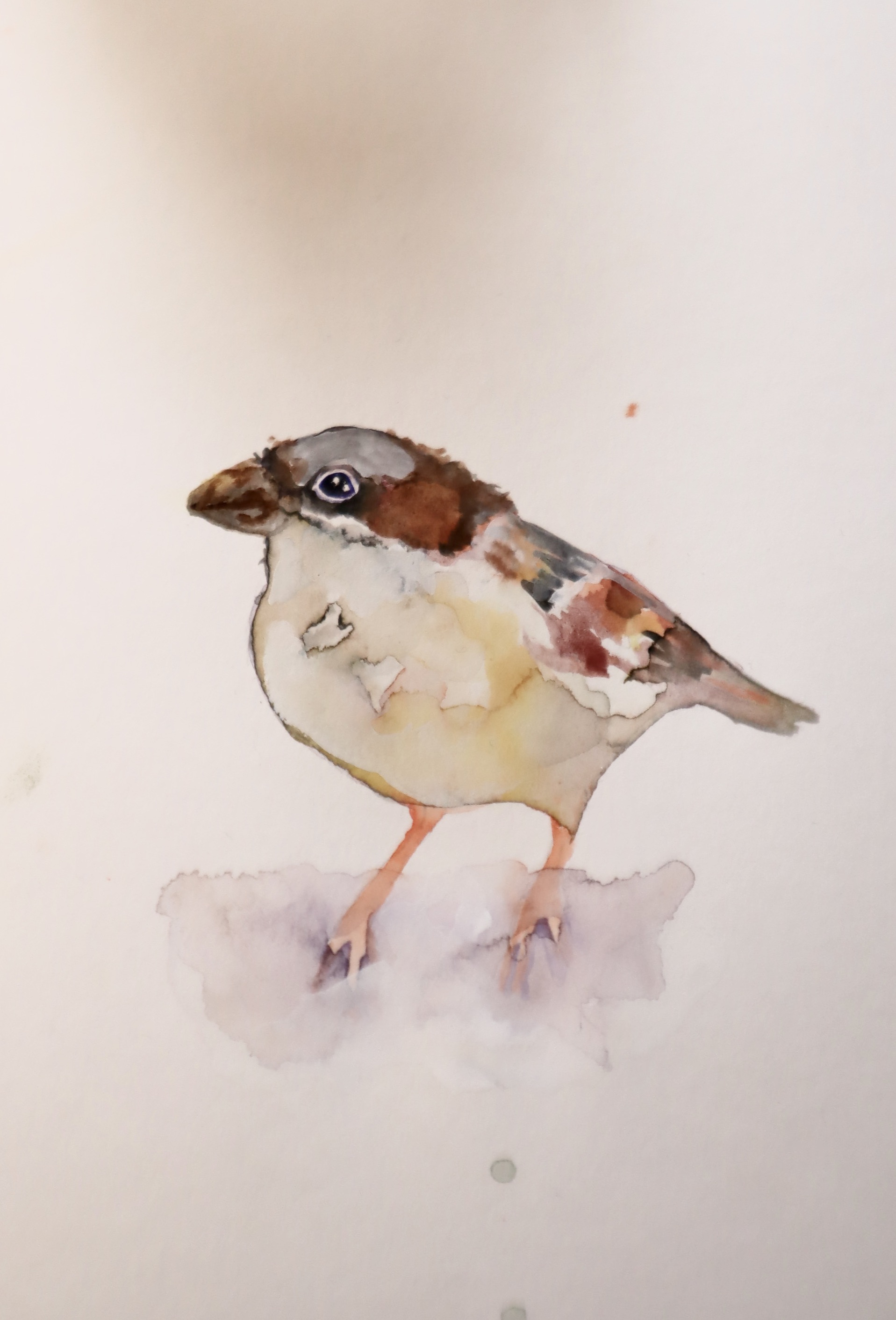 A watercolor of a female house sparrow
